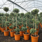 Olivovník európsky (Olea europaea) - výška 140-160 cm, kont. C18L - ŠPIRÁLA (-12°C)